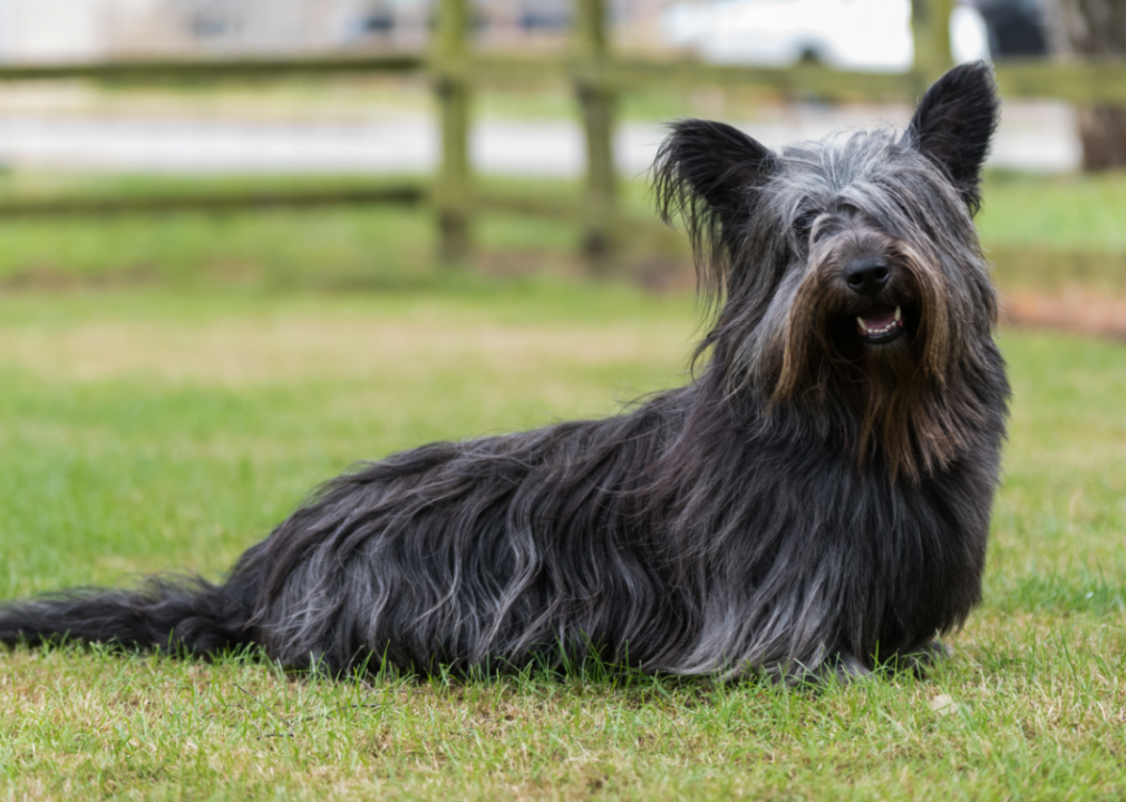 #25. Skye terrier